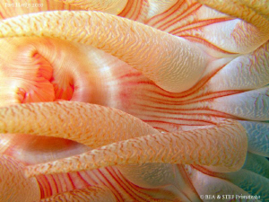 Anemone close-up. by Bea & Stef Primatesta 